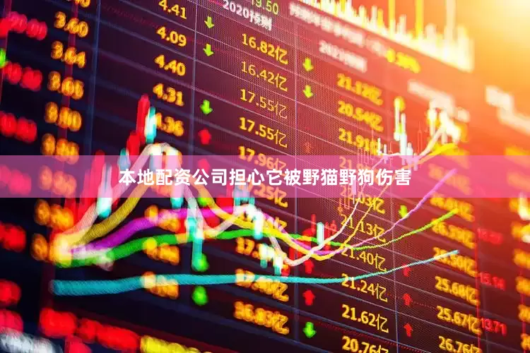 本地配资公司担心它被野猫野狗伤害